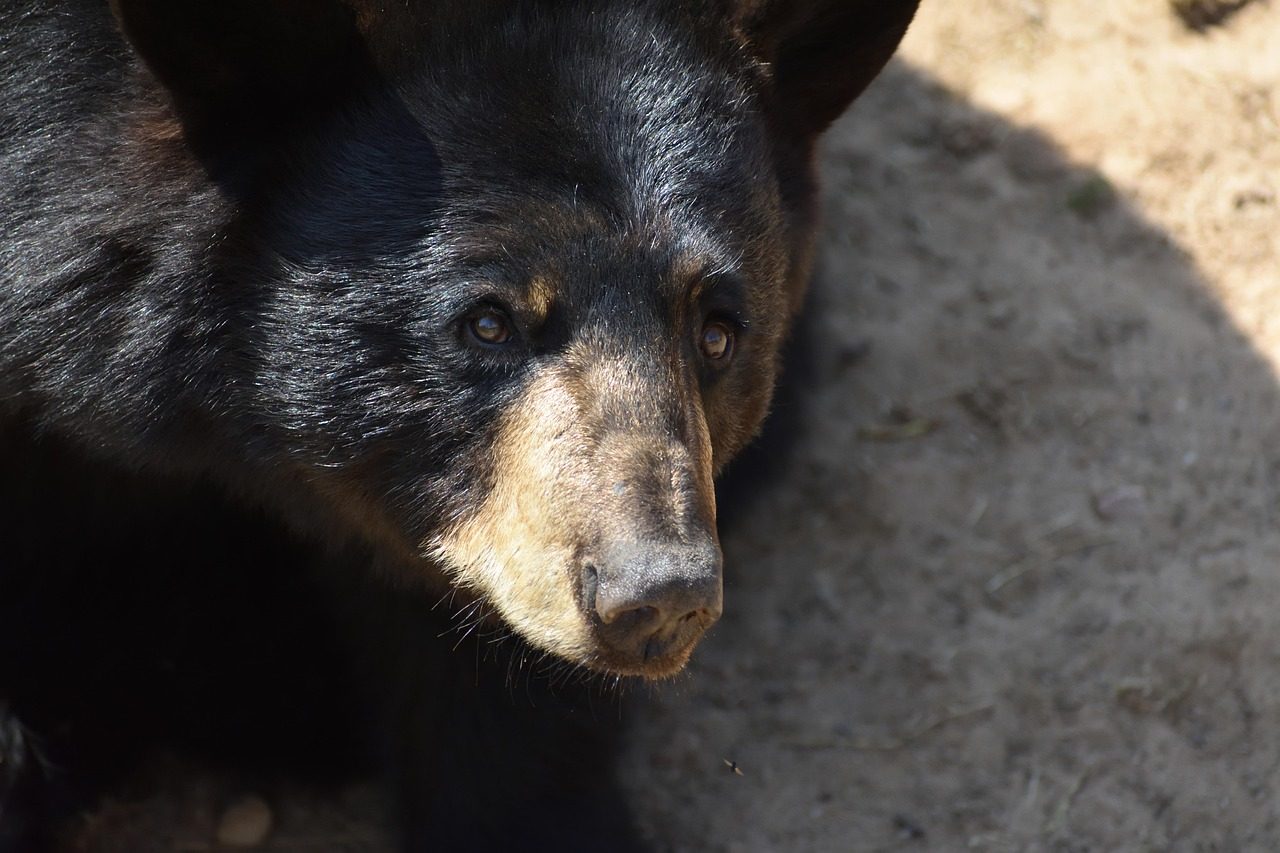 bear, black bear, animal, nature, face, wild, ursus americanus, michigan, black bear, black bear, black bear, black bear, black bear, michigan