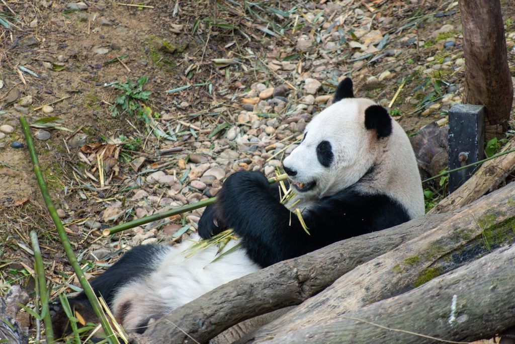 A giant panda lies on the ground munching on bamboo, surrounded by natural habitat.