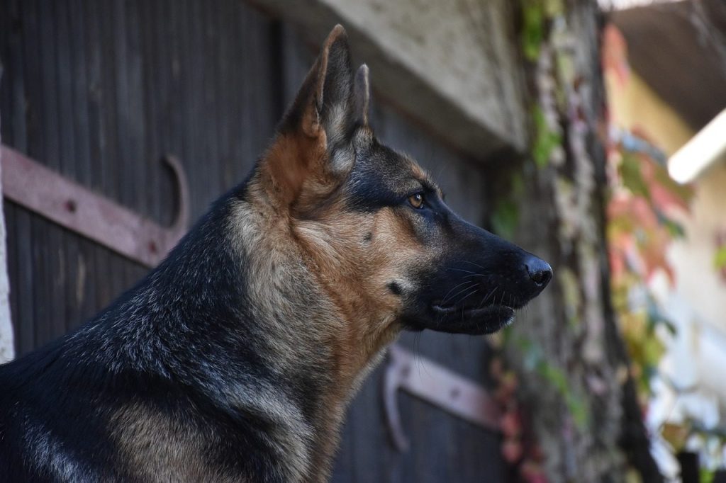 dog, pet, german shepherd, animal, hund, schäferhund, nature, german shepard