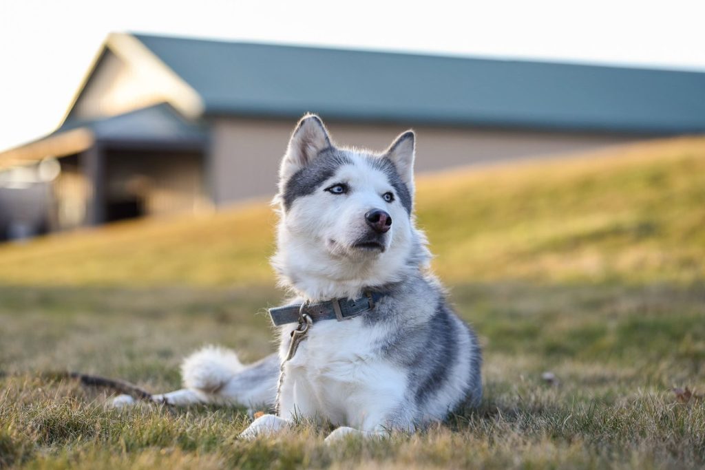 A Siberian Husky dog relaxing on a grassy lawn near a building on a sunny day.