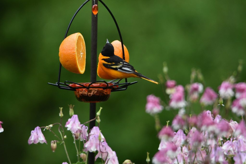 orange and black butterfly on purple flower