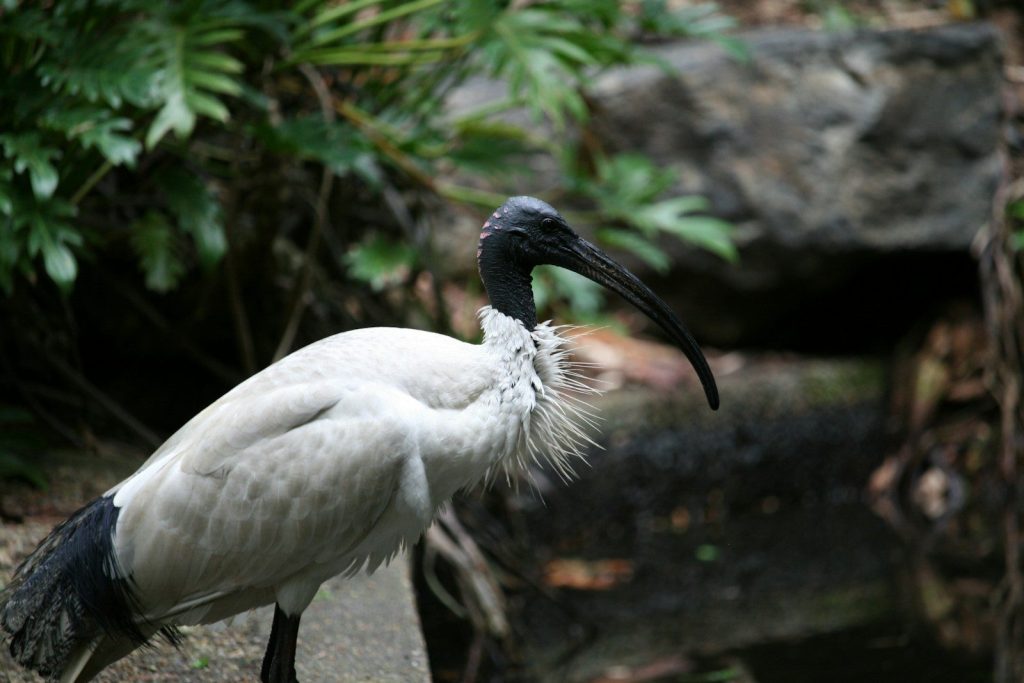 A white bird with a black beak standing on a rock