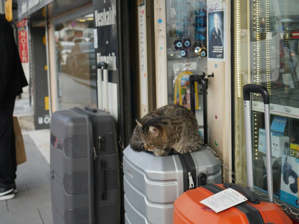 A cat sleeps on luggage outside a store.
