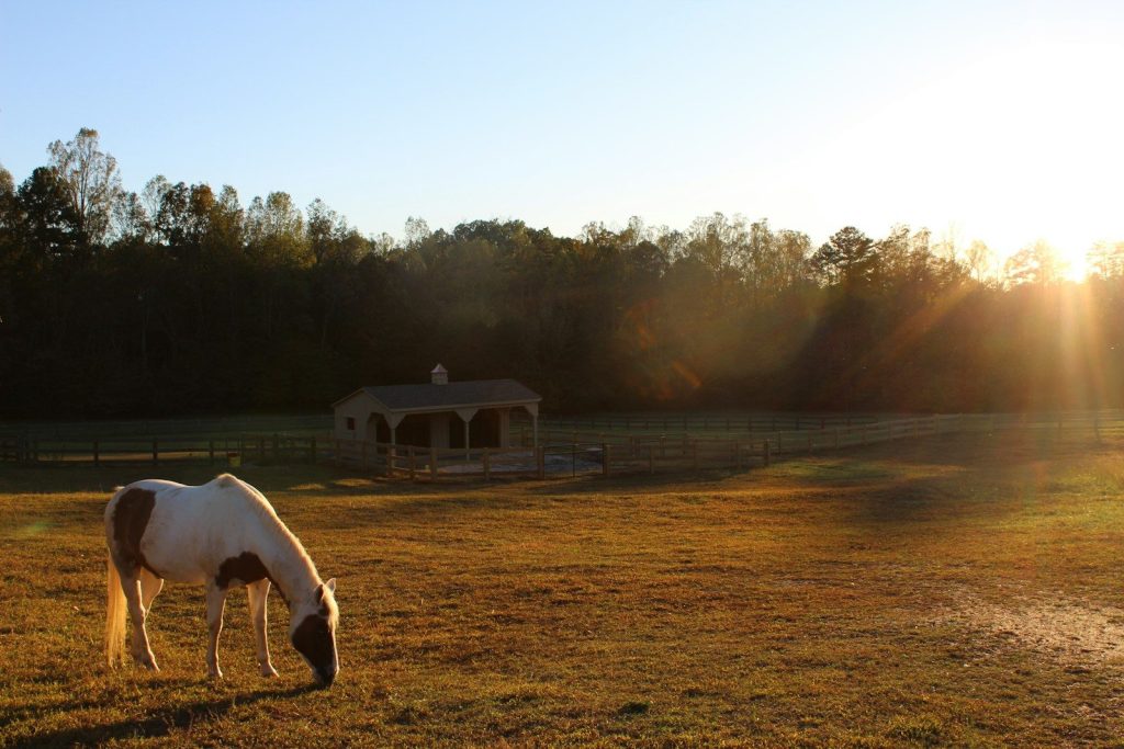 horse at the farm during daytime