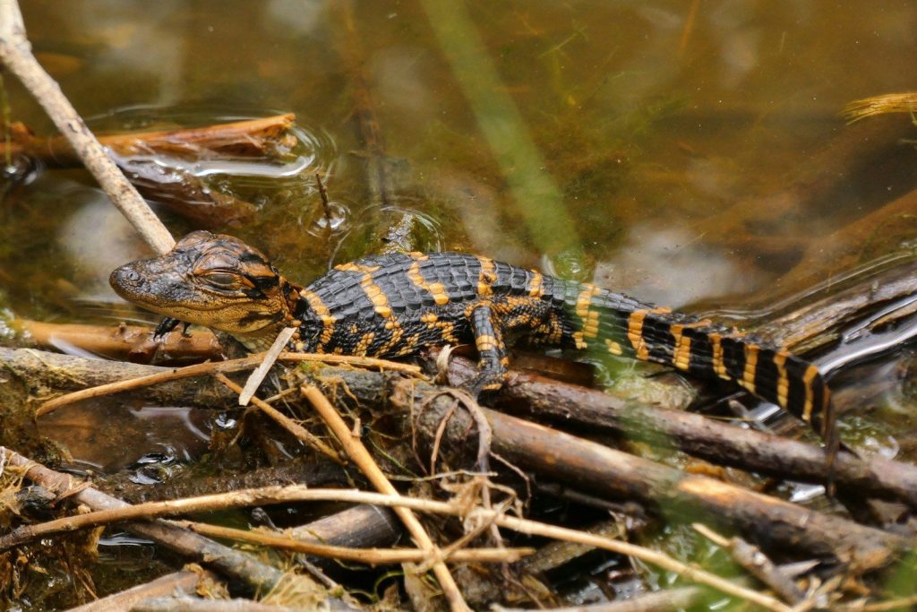 A baby alligator rests on a branch in murky water.