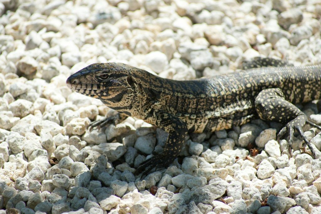 A black and white patterned lizard rests on white gravel.