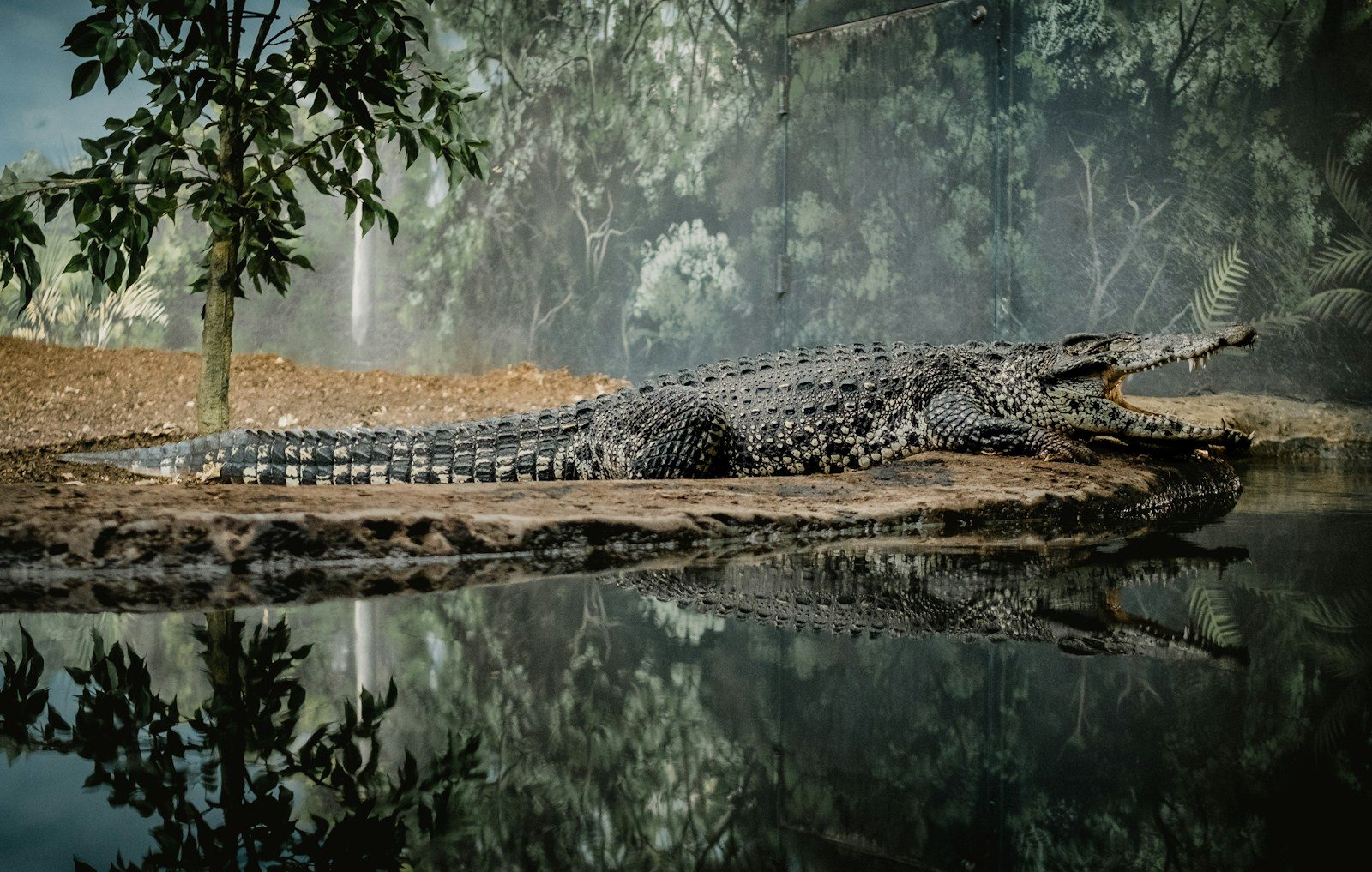Three-Year-Old Boy Recovering After Being Thrown Into Crocodile Enclosure at UK Zoo