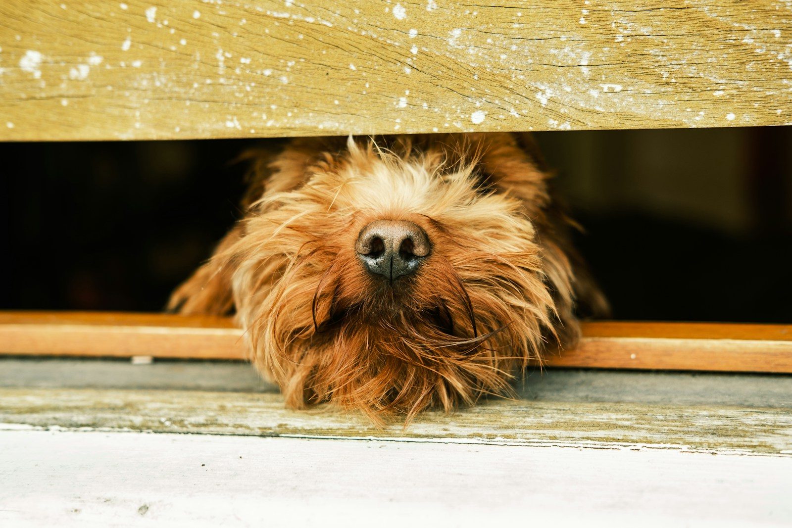 a dog lying on a wooden surface