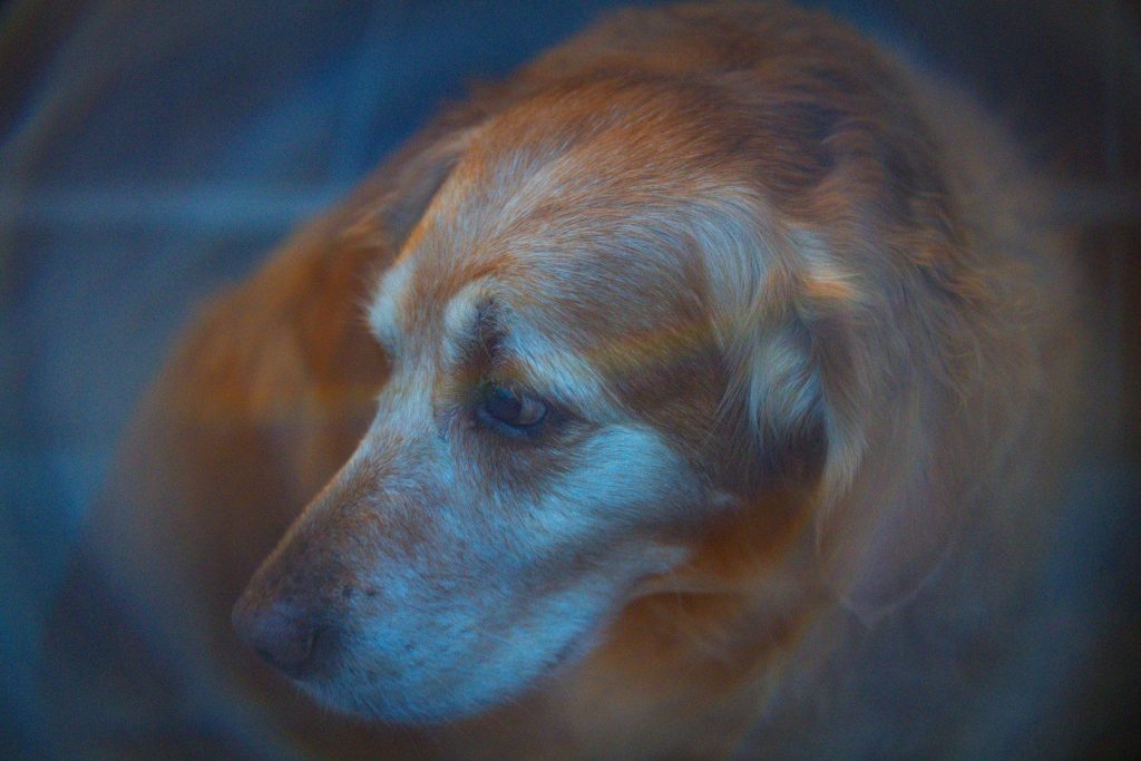 Close up of a golden retriever's face