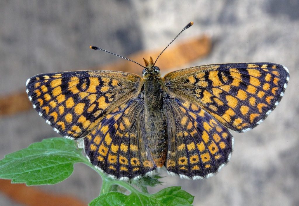 butterfly, glanville-fritillary, wings, antenna, close, pattern, delicate, colour, gray butterfly, gray pattern, gray color, gray closed