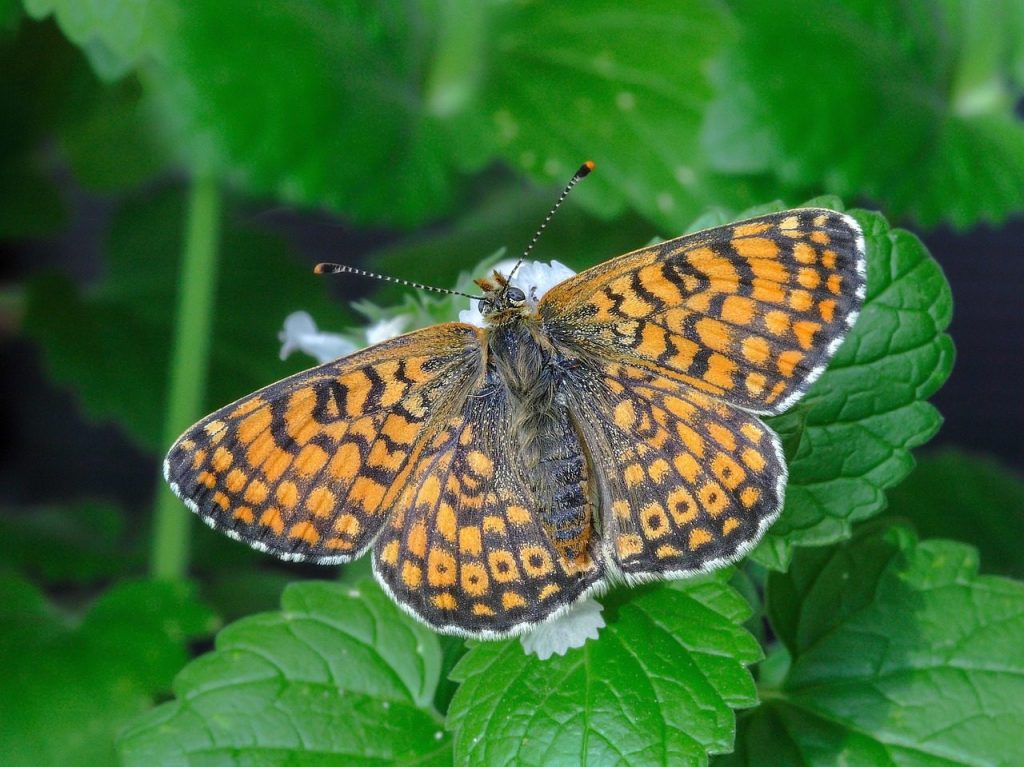 butterfly, glanville-fritillary, wings, antenna, close, pattern, delicate, colour, green pattern