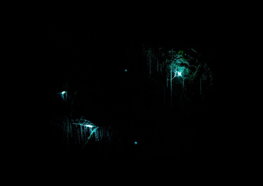 Low angle of dark cave with glowing webs of Arachnocampa Luminosa worms hanging on stalactites