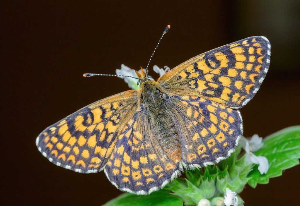 butterfly, glanville-fritillary, antenna, pattern, colour, delicate, close, wings, brown butterfly