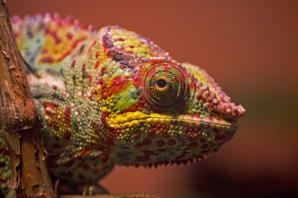 chameleon, color, bright, lizard, reptile, tropical, chameleon, chameleon, chameleon, chameleon, chameleon, lizard, lizard, lizard