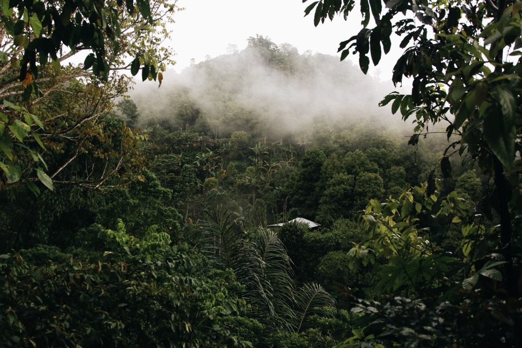 Explore the serene beauty of a misty jungle landscape, rich with greenery and tranquility.