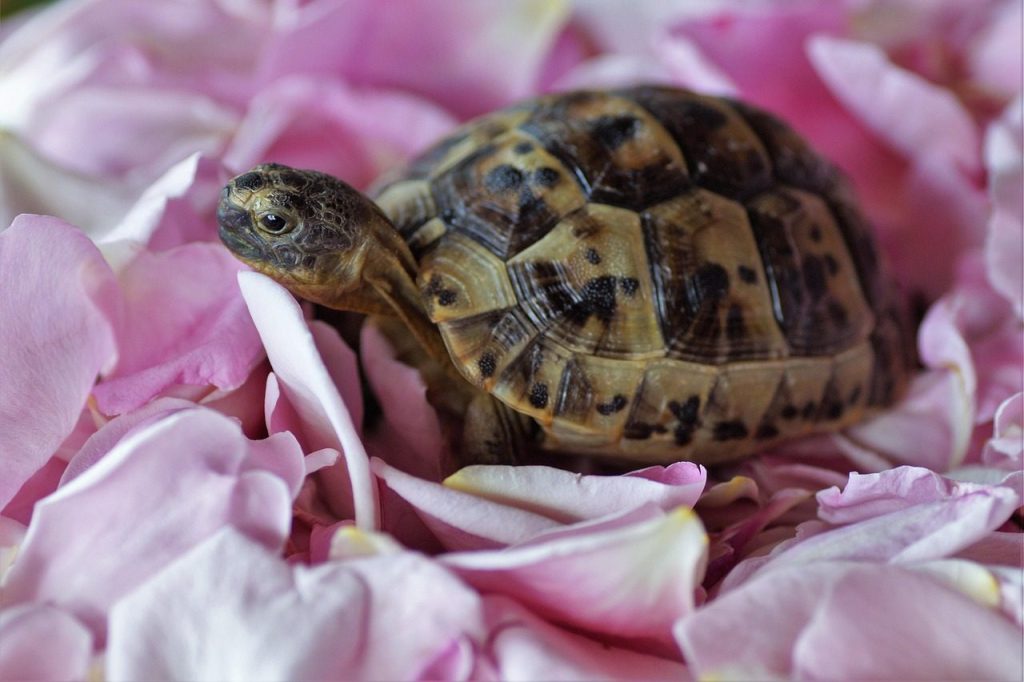 turtle, terrestrial, greek, pup, a bed of roses, nature, roses, flower, flower background, slices, beautiful flowers, flower wallpaper, tickets, pink, beach, rearing, tan, tortoise, shell