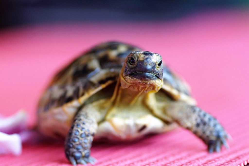turtle, nature, tortoise, shell, terrestrial, greek, curious, reptile, animal
