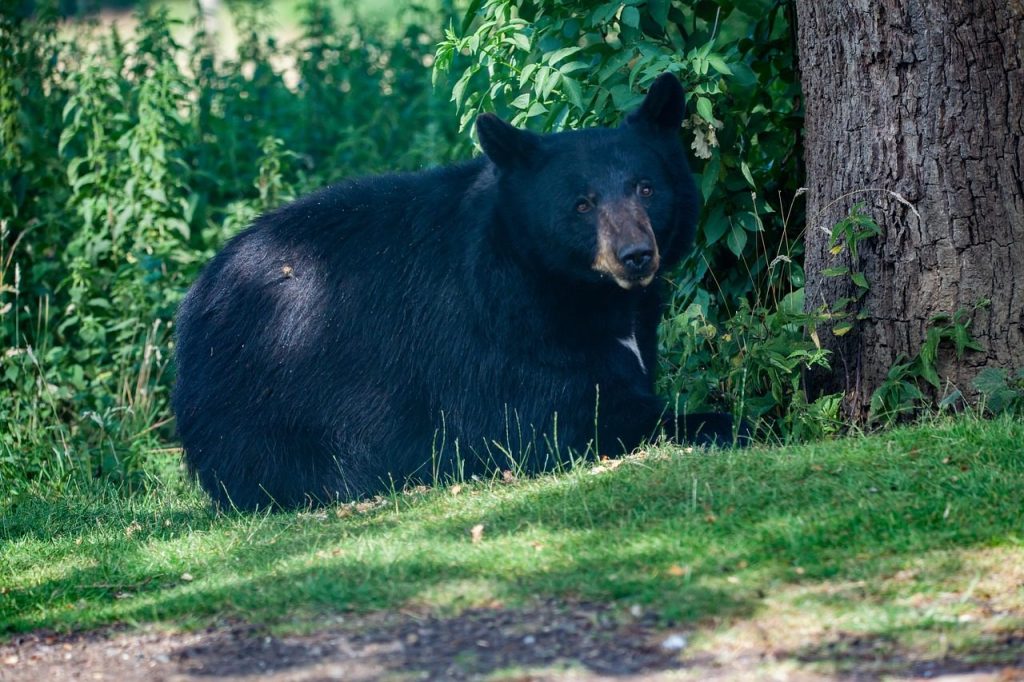 black bear, bear, black, nature, wildlife, fur, mammal, wild, paw, predator, asia, zoo, black bear, black bear, black bear, black bear, black bear