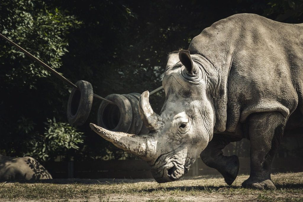 animal, rhinoceros, mammal, horn, zoo, rhino, nature, species, fauna, rhinoceros, rhinoceros, rhino, rhino, rhino, rhino, rhino