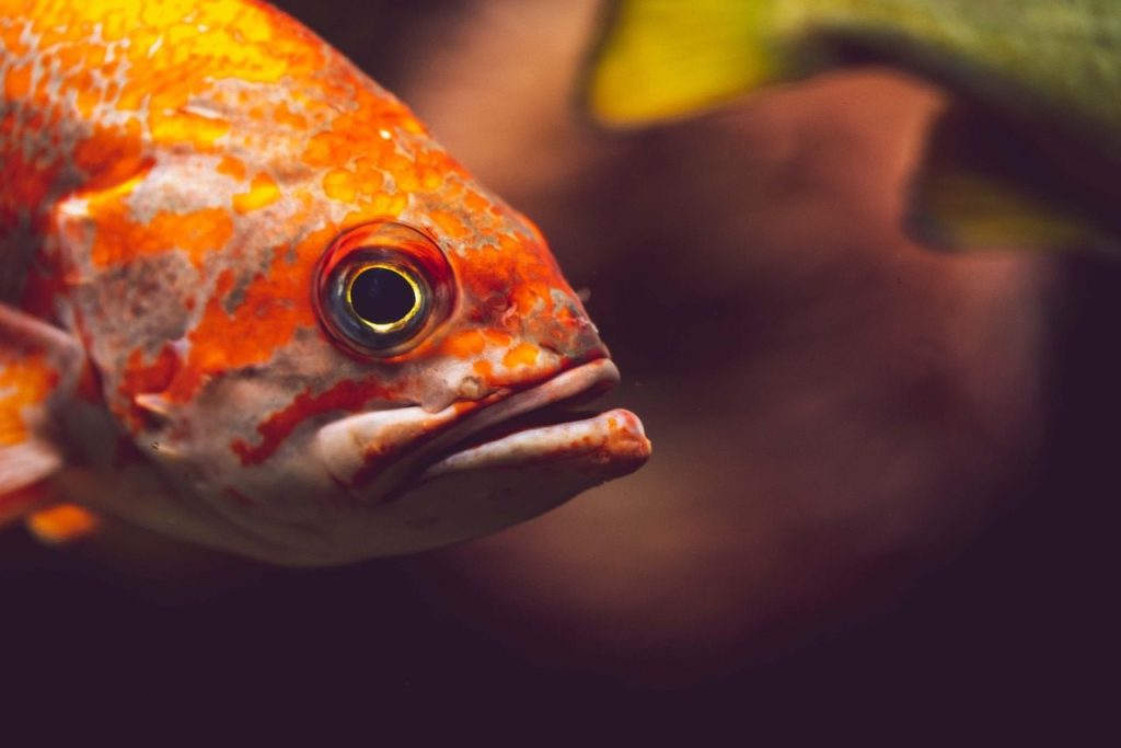 fish, water, nature, aquarium, rockfish, head, close up, eye, mouth, rockfish, rockfish, rockfish, rockfish, rockfish