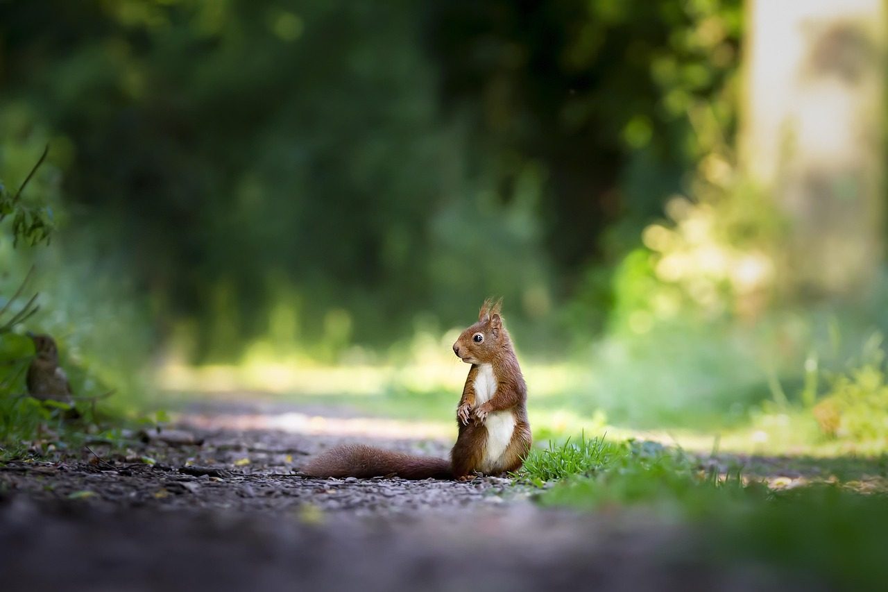 squirrel, rodent, animal, mammal, wildlife, wild, nature, outdoors, squirrel, squirrel, squirrel, squirrel, squirrel