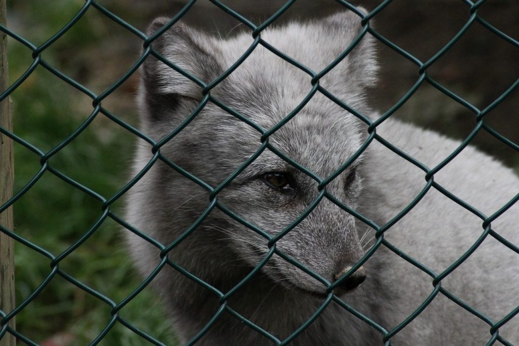 polar fox, gray, fence, sad, predator, wild animal, winter, fur, cold, hunter