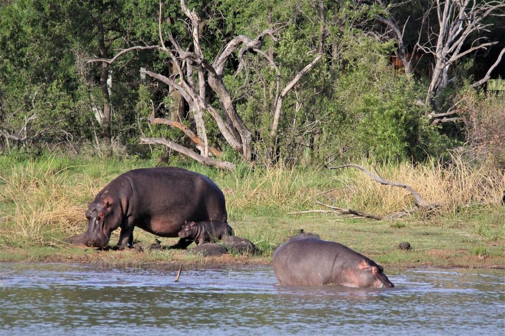 hippopotamus, hippo, mother, babies, young, children, river, water, dam, pilanesberg, south, africa, common, grazing, wildlife, nature, conservation, baby, animal, wild, african, safari, holiday, travel, hippopotamus, hippopotamus, hippopotamus, hippopotamus, hippopotamus, hippo, hippo, hippo, children, dam