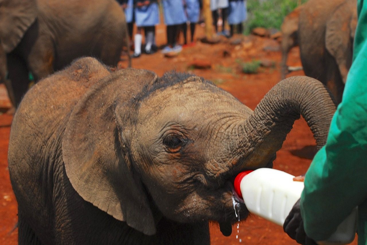 elephants, bottle feeding, nairobi, kenya, africa, elephant, baby, milk, bottle, ranger, feeding, sheldrick trust, endangered species, conservation, orphanage, orphan, earth hour, ngo, volunteer, life, extinction rebellion, baby formula, brown earth, brown bottle, nairobi, nairobi, nairobi, orphan, ngo, ngo, ngo, ngo, ngo, volunteer, volunteer