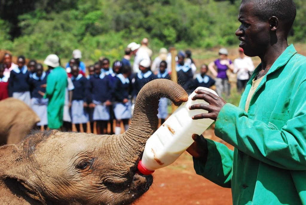 elephants, bottle feeding, nairobi, kenya, africa, elephant, baby, milk, bottle, ranger, feeding, sheldrick trust, endangered species, conservation, orphanage, orphan, earth hour, ngo, volunteer, life, extinction rebellion, baby formula, ngo, ngo, ngo, ngo, ngo, volunteer, volunteer