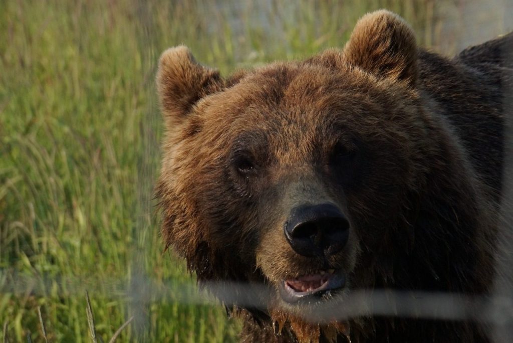 alaska, brown bear, bear, fur, rescue, wild animal, zoo, cage
