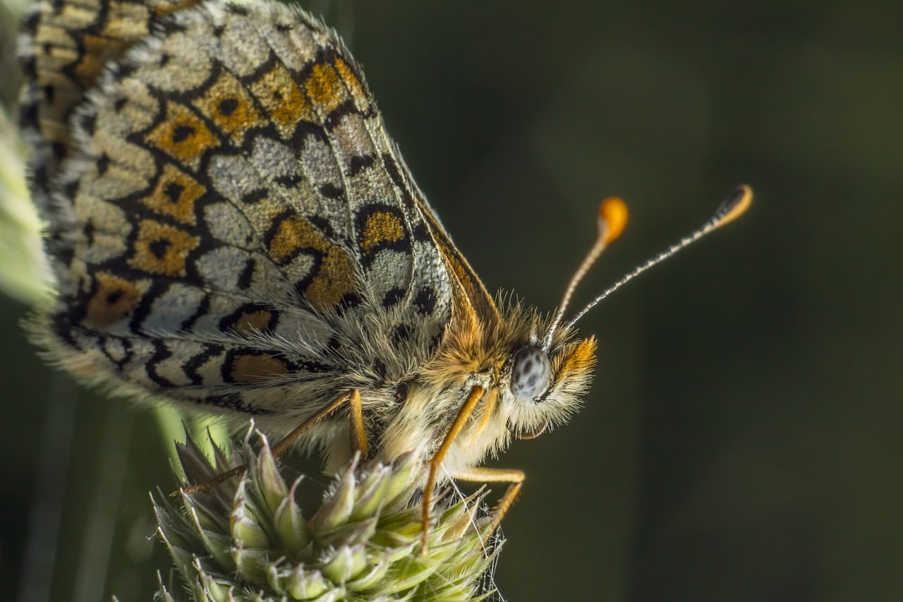 glanville fritillary, melitaea cinxia, butterfly, beautiful flowers, flower wallpaper, spring, beetle, branch, bough, stick, limb, blossom, flower, bloom, tillering, estonia, face, flower background, summer, parasite, bug, wildlife, outdoor, nature, forest, examine, probe