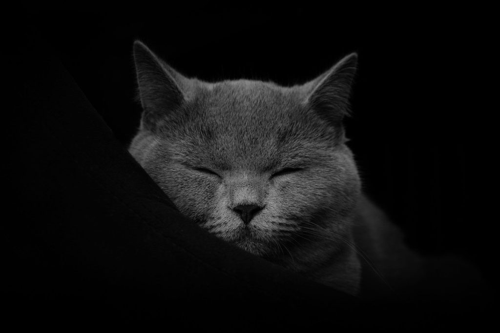 A black and white photo of a sleeping cat