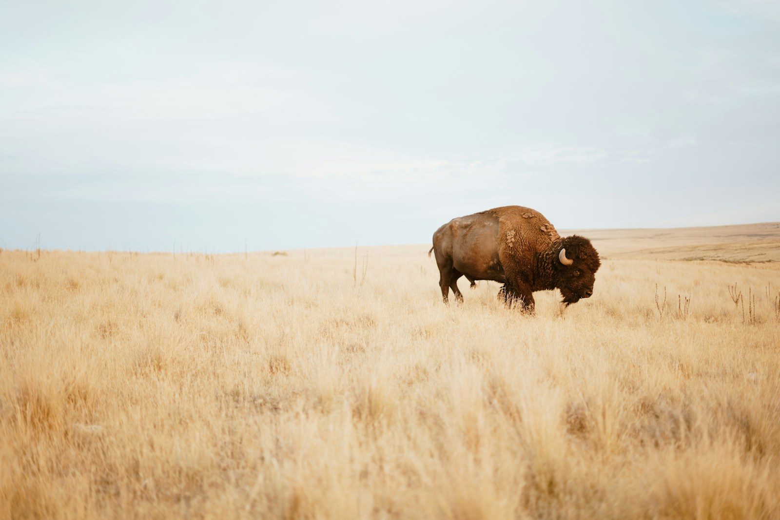 12-Year-Old Injured by Bison at Yellowstone National Park After Wildlife Encounter