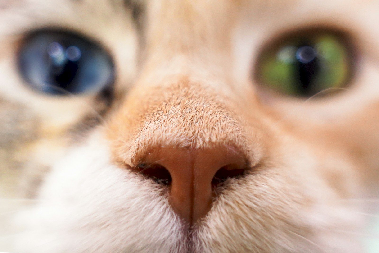 a close up of a cat's face with blue eyes