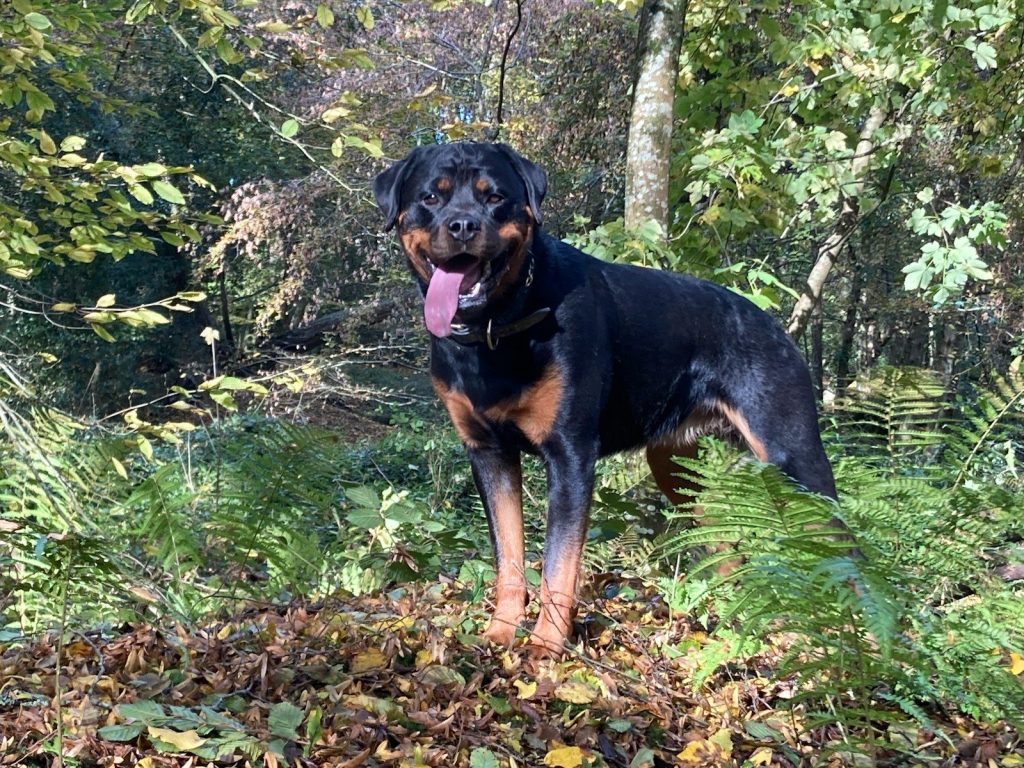 a large black and brown dog standing in a forest