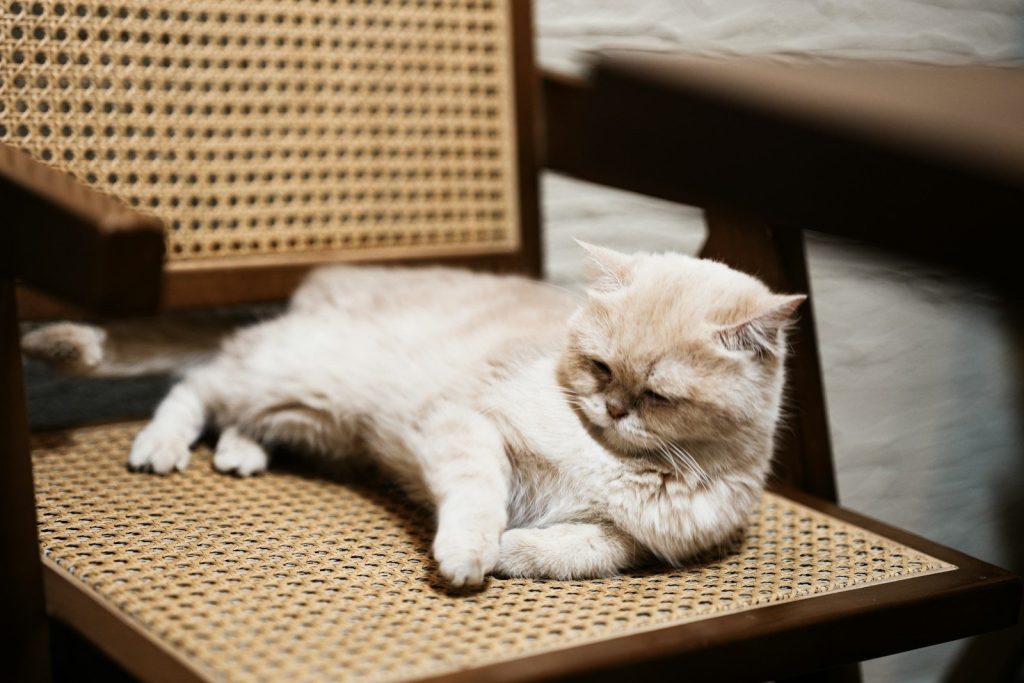 A light-colored cat lounges on a woven chair.