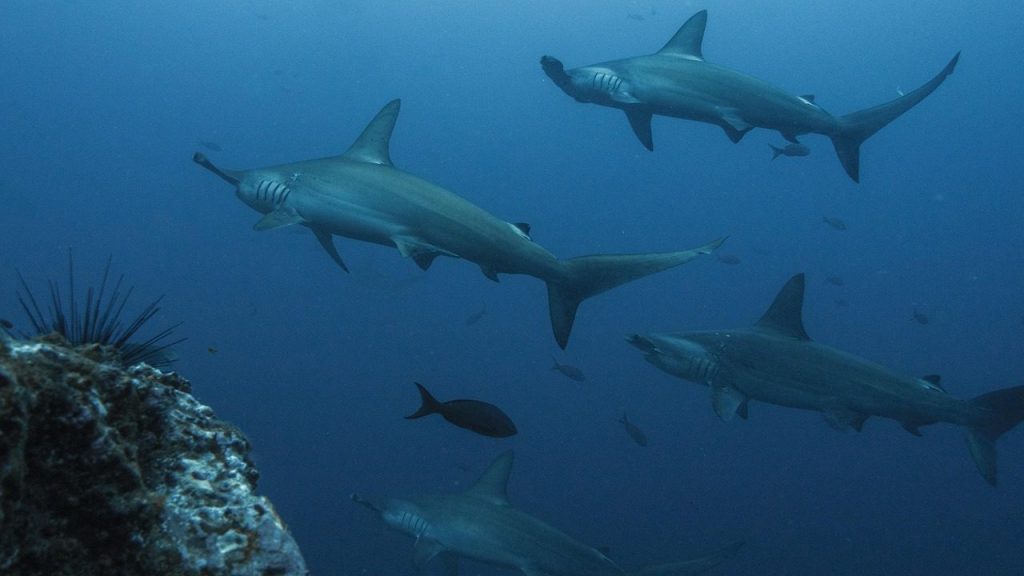hammerhead shark, hammerhead sharks, sharks, underwater, sea, ocean, dive, nature, underwater world, fish, shark, water