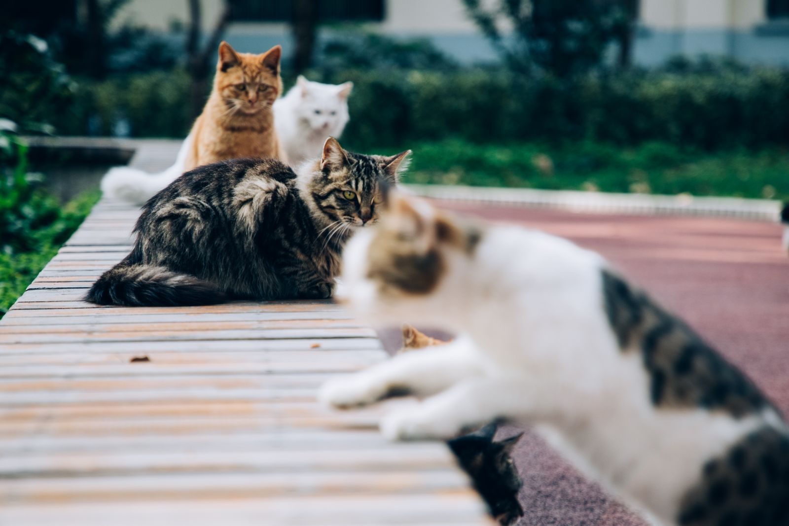 Fluffy cats sitting on wooden pathway near grass lawn with bushes in daylight