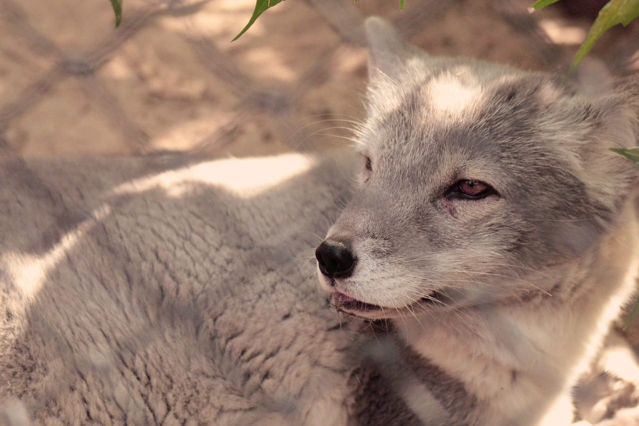 arctic fox, zoo, cage, gray, tongue, fox, animal, cute animal, nature, wild, cell, arctic fox, arctic fox, arctic fox, arctic fox, arctic fox