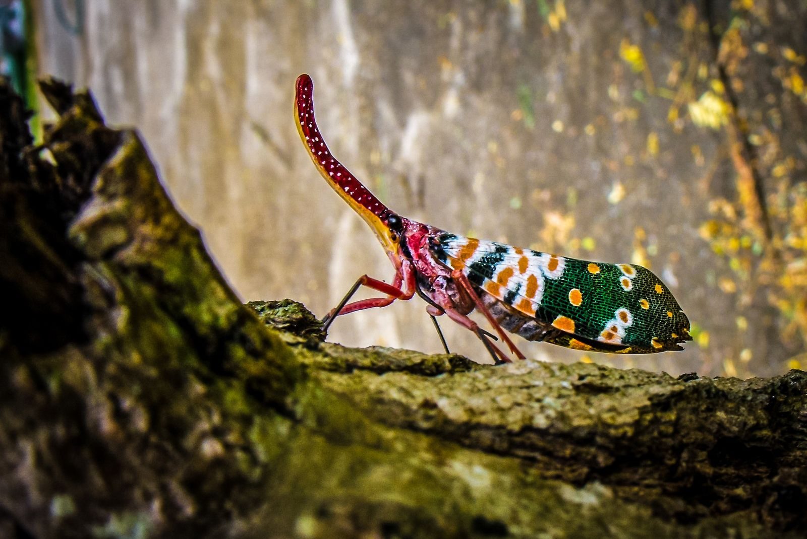 Vibrant macro image of Pyrops Candelaria insect perched on textured tree bark.
