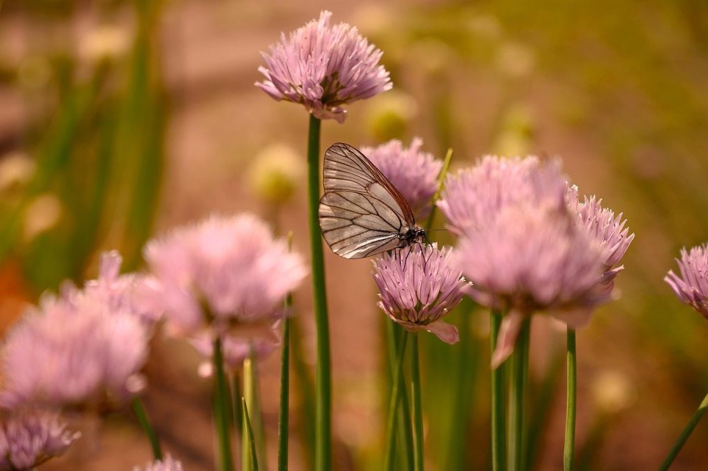 summer, nature, onion, blooms, butterfly, cabbage butterfly