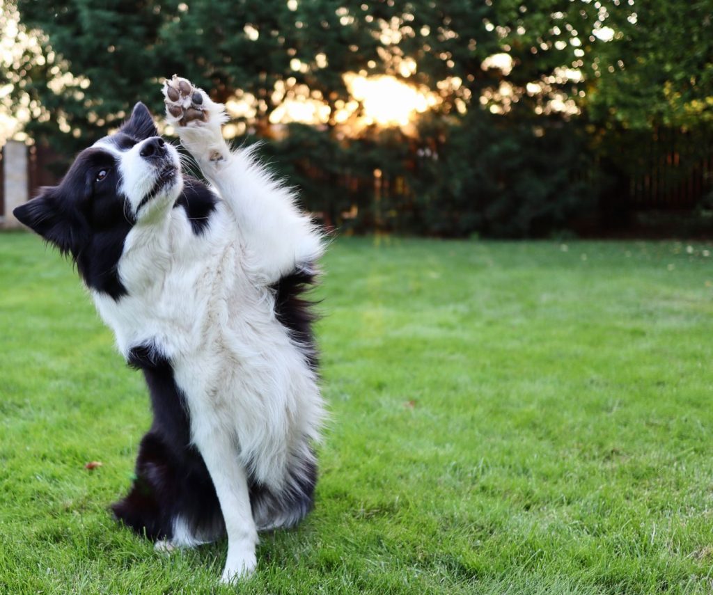 Charming Border Collie performing a trick on a sunny day in nature.