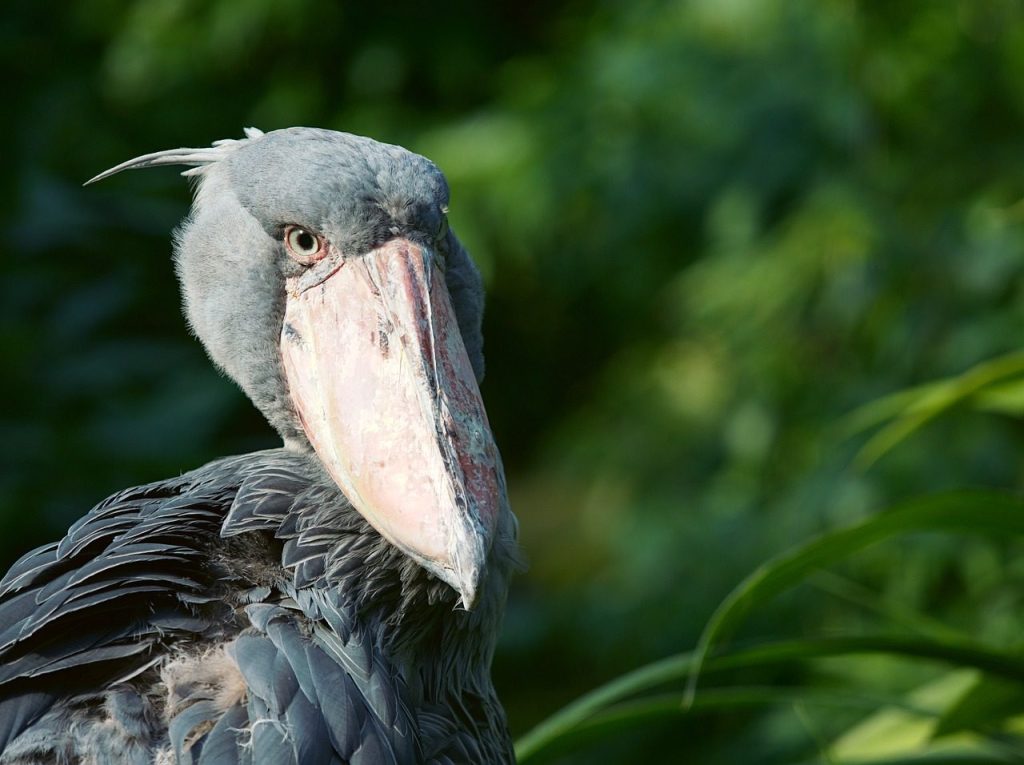 bird, animal, beak, eyes, feathers, shoebill, gray, wing, fauna, nature, shoebill, shoebill, shoebill, shoebill, shoebill