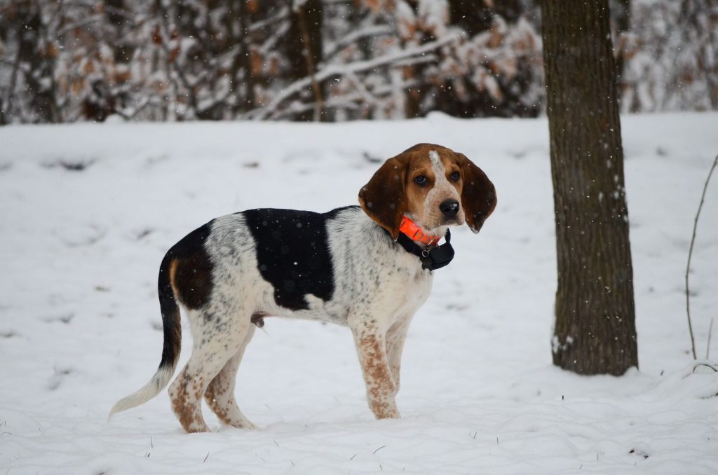 A Beagle dog with orange collar standing in a snowy forest during winter, with snowflakes falling around.