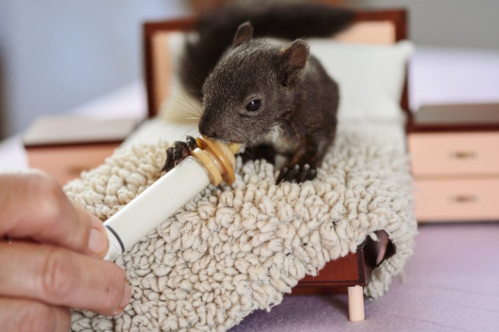 squirrel, nager, baby, wild, animal, nurse, cute, feed, mammal, rescue, nature, nurse, nurse, nurse, nurse, nurse