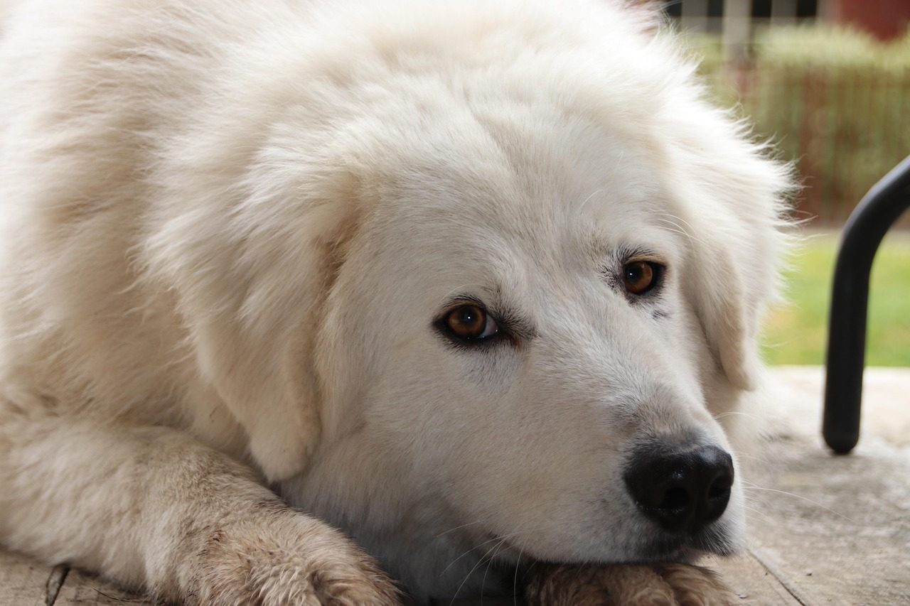 dog, maremma sheepdog, nature, pet, maremmano-abruzzese sheepdog, maremmano, abruzzese sheepdog, animal, mammal, canine, domestic dog, cute, adorable, portrait