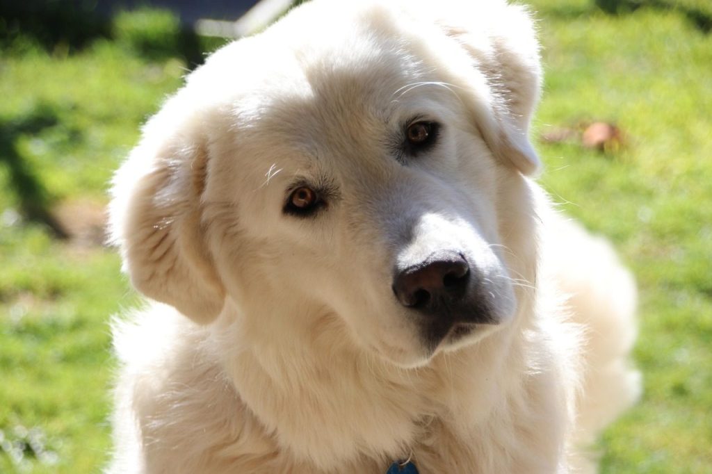 maremma sheepdog, dog, pet, maremmano abruzzese sheepdog, maremmano, abruzzese sheepdog, domestic dog, animal, canine, mammal, cute, adorable, portrait, maremma sheepdog, maremma sheepdog, maremma sheepdog, maremma sheepdog, maremma sheepdog