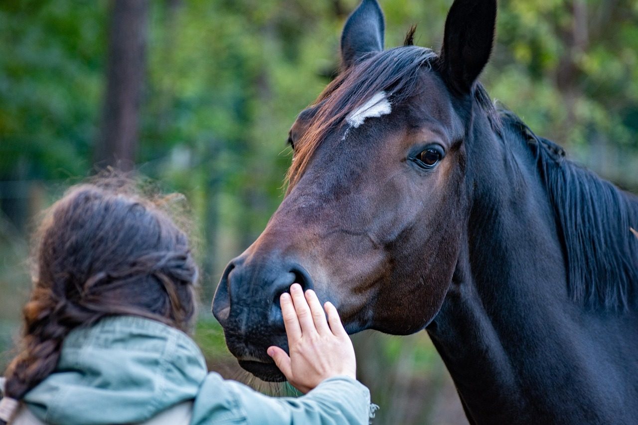 horse, hand, friendship, nature, contact, stroke, mane, equine, friends, human, animal, mammal, girl