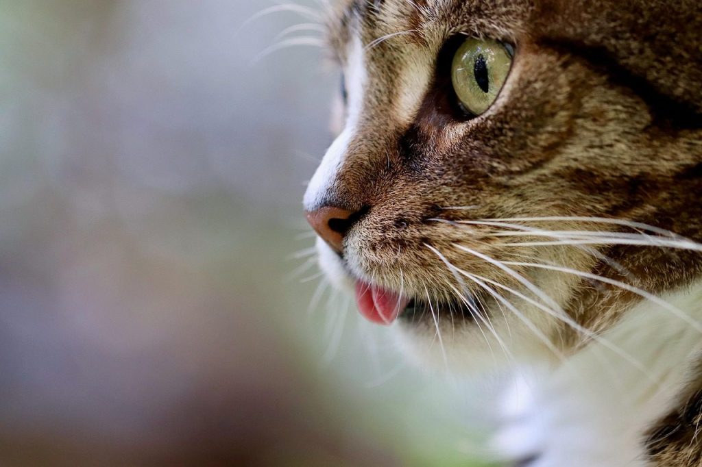 cat, cat tongue, cat eyes, mackerel, pet, nature, domestic animal, tabby, gray tabby cat, gray cat, domestic cat, portrait, cat portrait, cat profile, the world of animals, mammal, animal