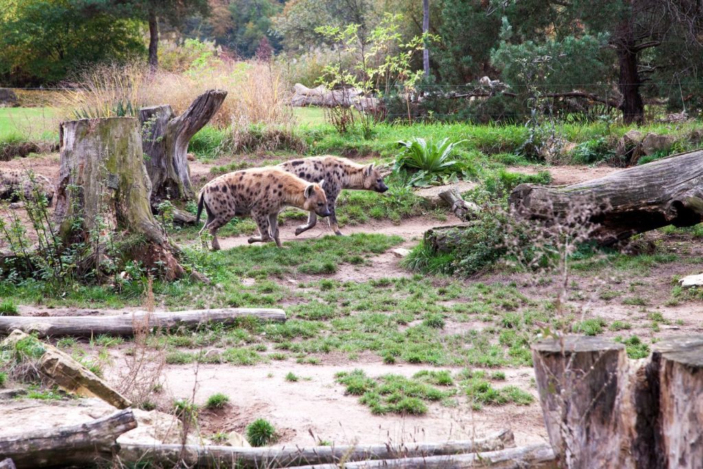 Two spotted hyenas roam their natural-like habitat in a zoo setting, showcasing wildlife behavior.